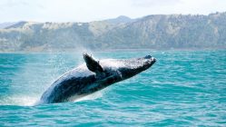 Observation Baleines Scandinavie