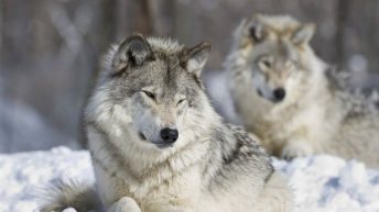 Les Loups Dans La Mythologie Nordique